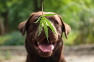 Explore the best dog CBD oil products on the market