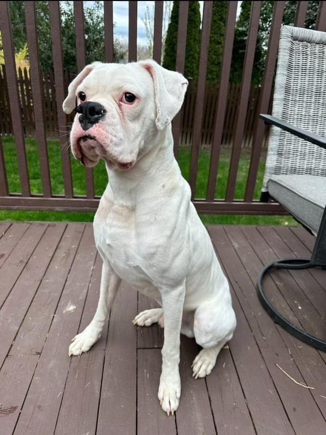 white-boxer_1758217988