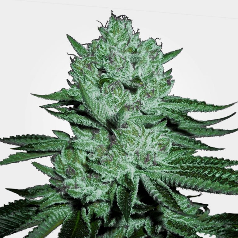 Combine & Suits step one 2 Ounce Pick Weed On the internet Canada