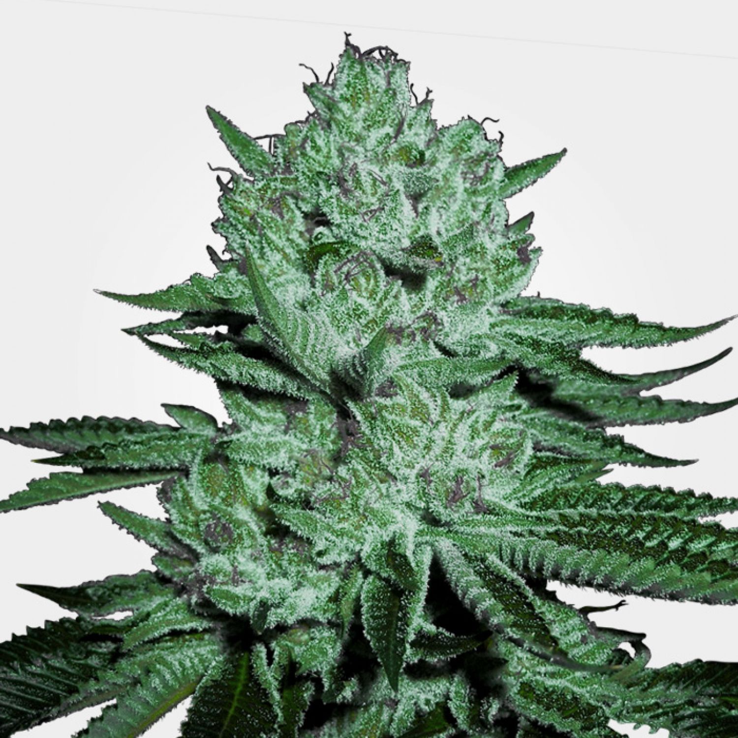 Combine & Suits step one 2 Ounce Pick Weed On the internet Canada