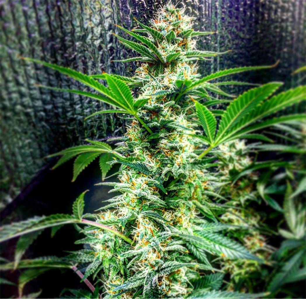 Get Grass On the web in the British Columbia Punctual & Discreet Cannabis Birth 24 7