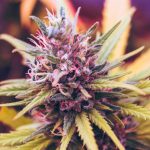 Close-up image of a cannabis plant with purple and green hues