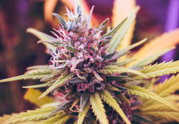 Close-up image of a cannabis plant with purple and green hues
