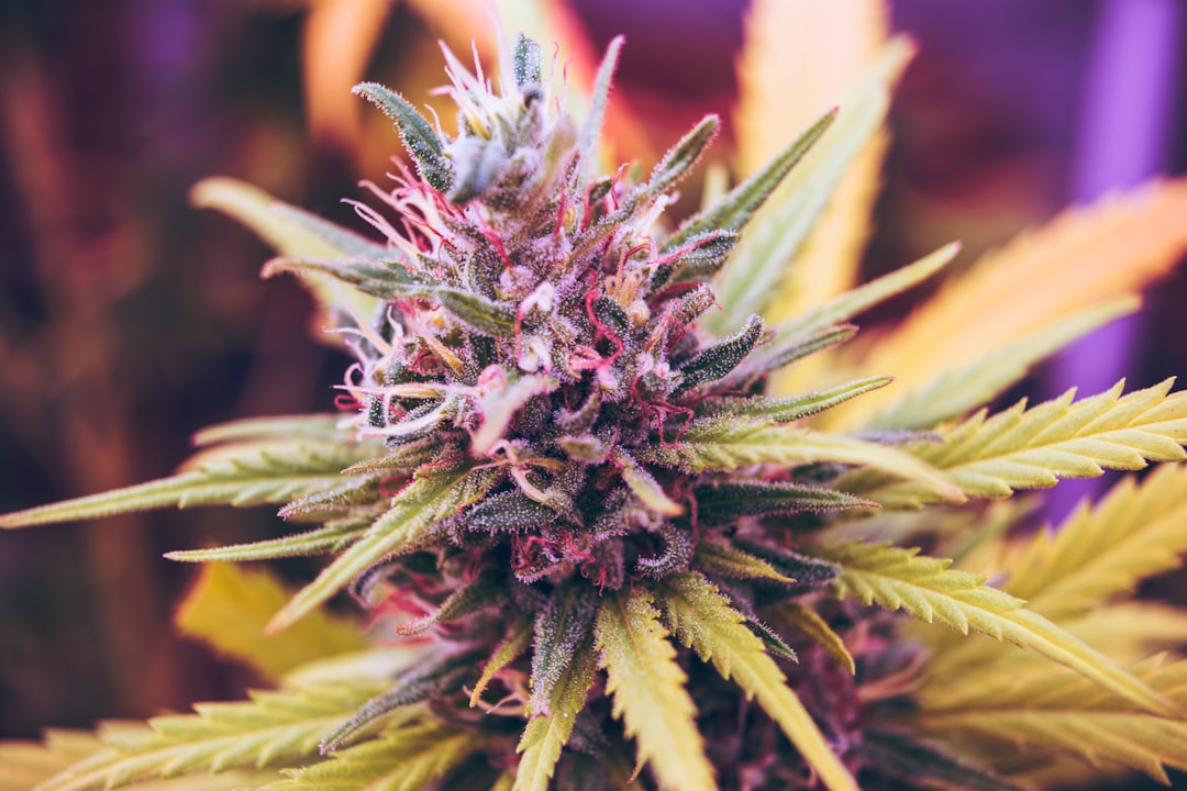 Close-up image of a cannabis plant with purple and green hues